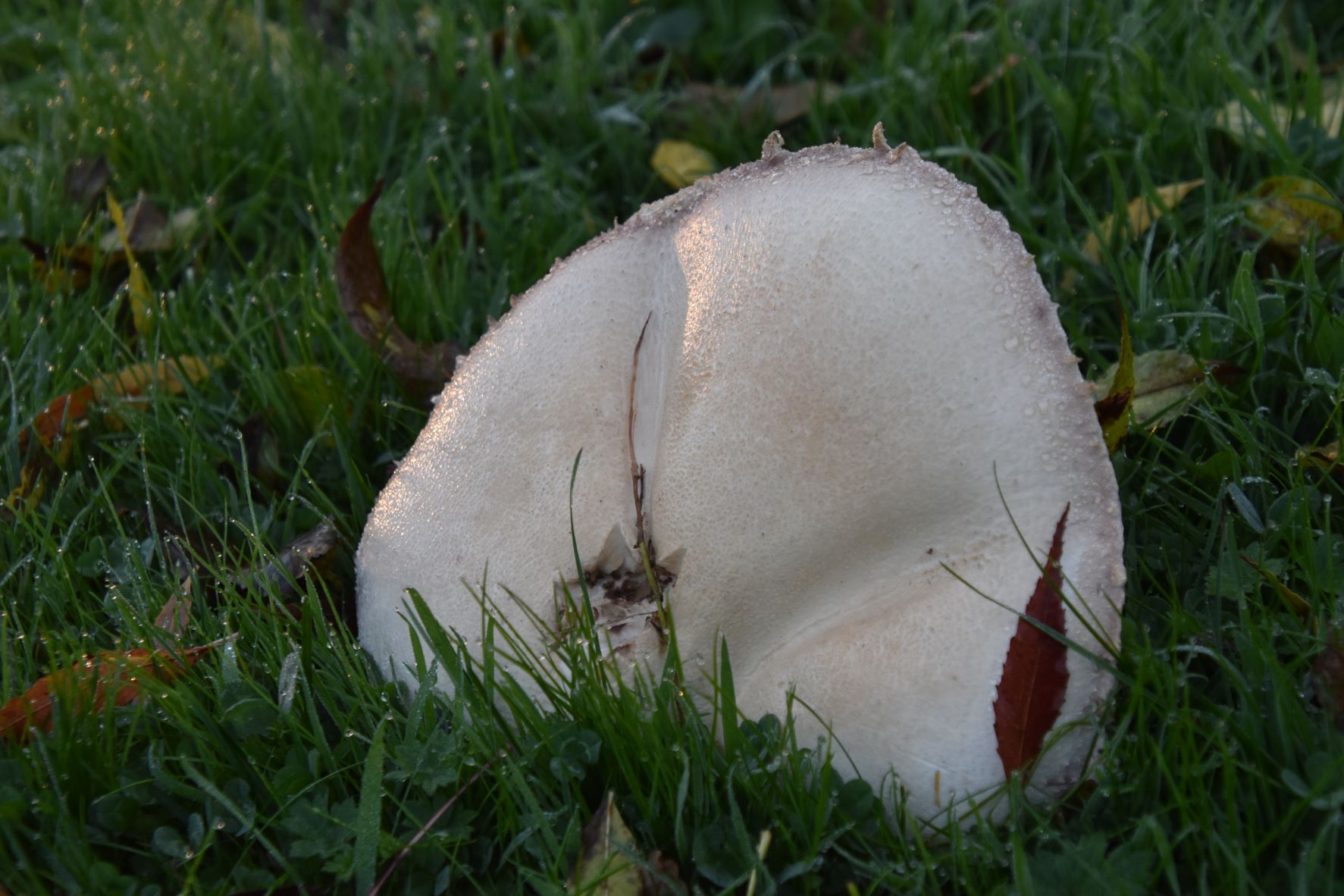 Boleet in ochtendlicht