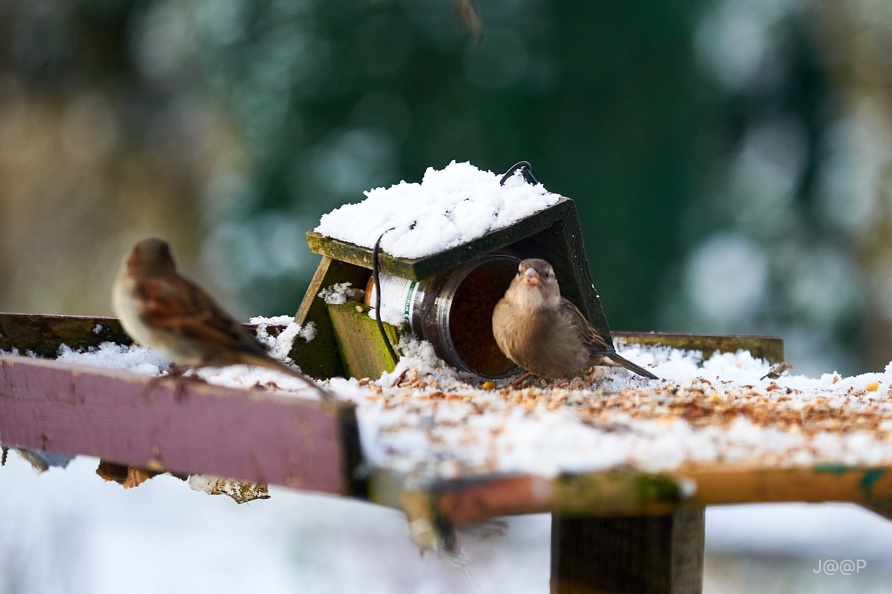 Wintertijd - voedertijd