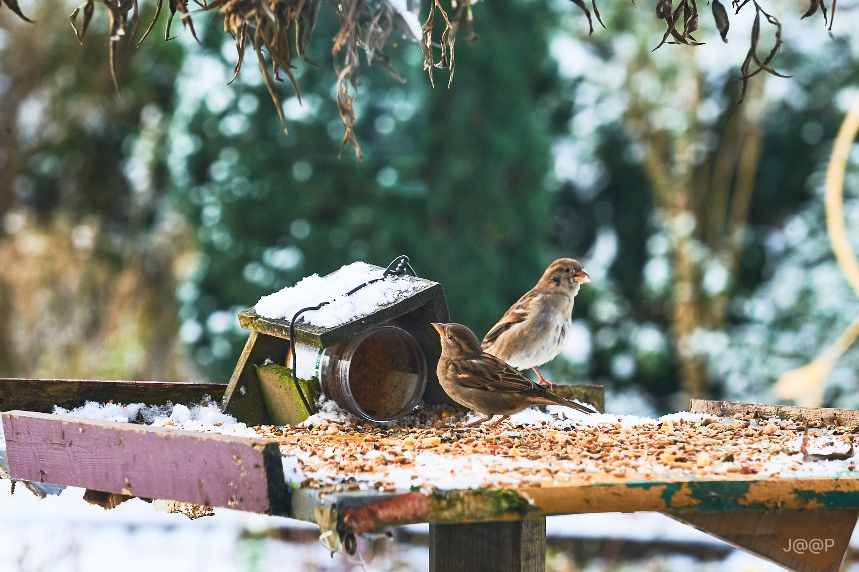 Wintertijd - voedertijd