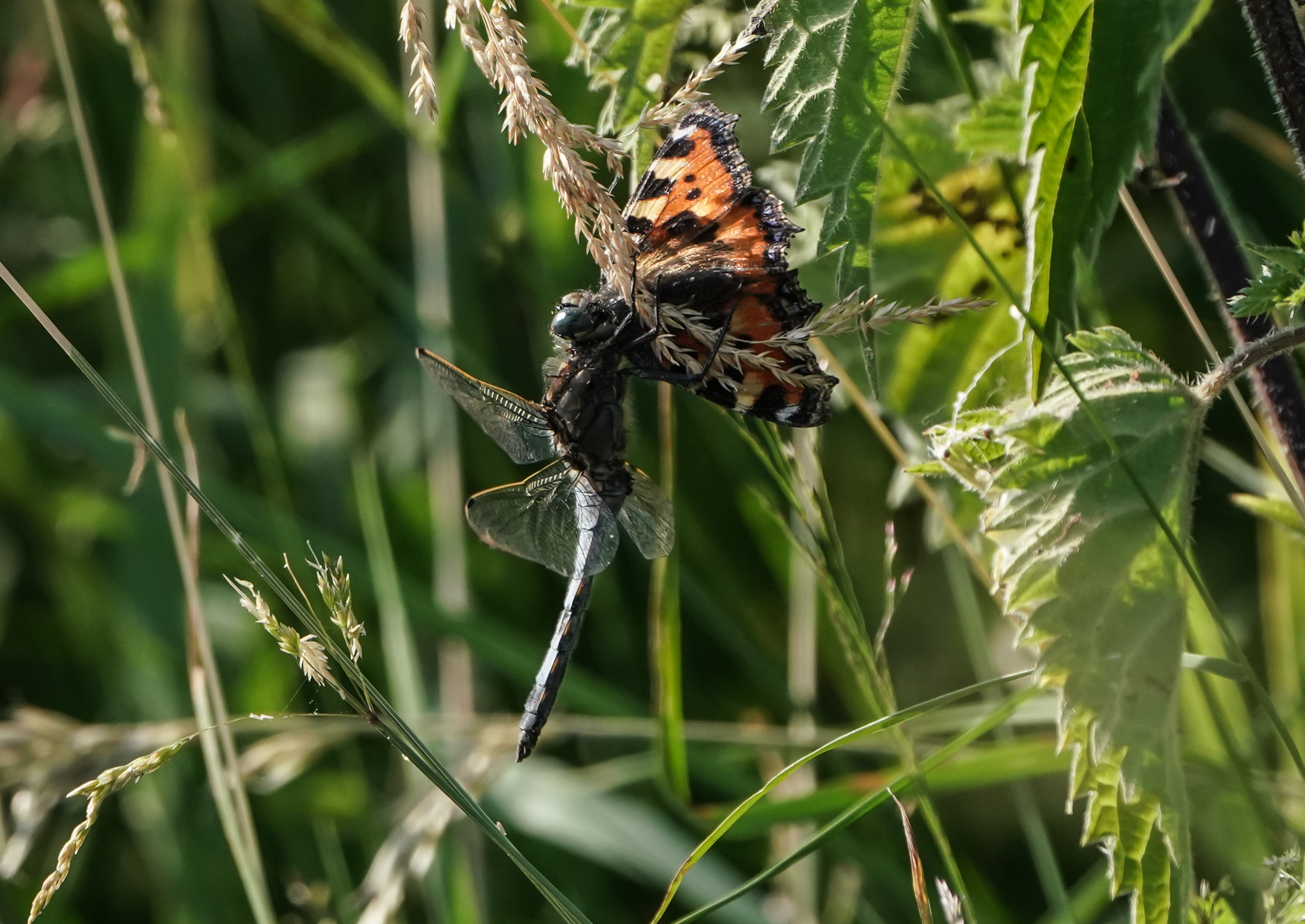 Libelle eet vlinder