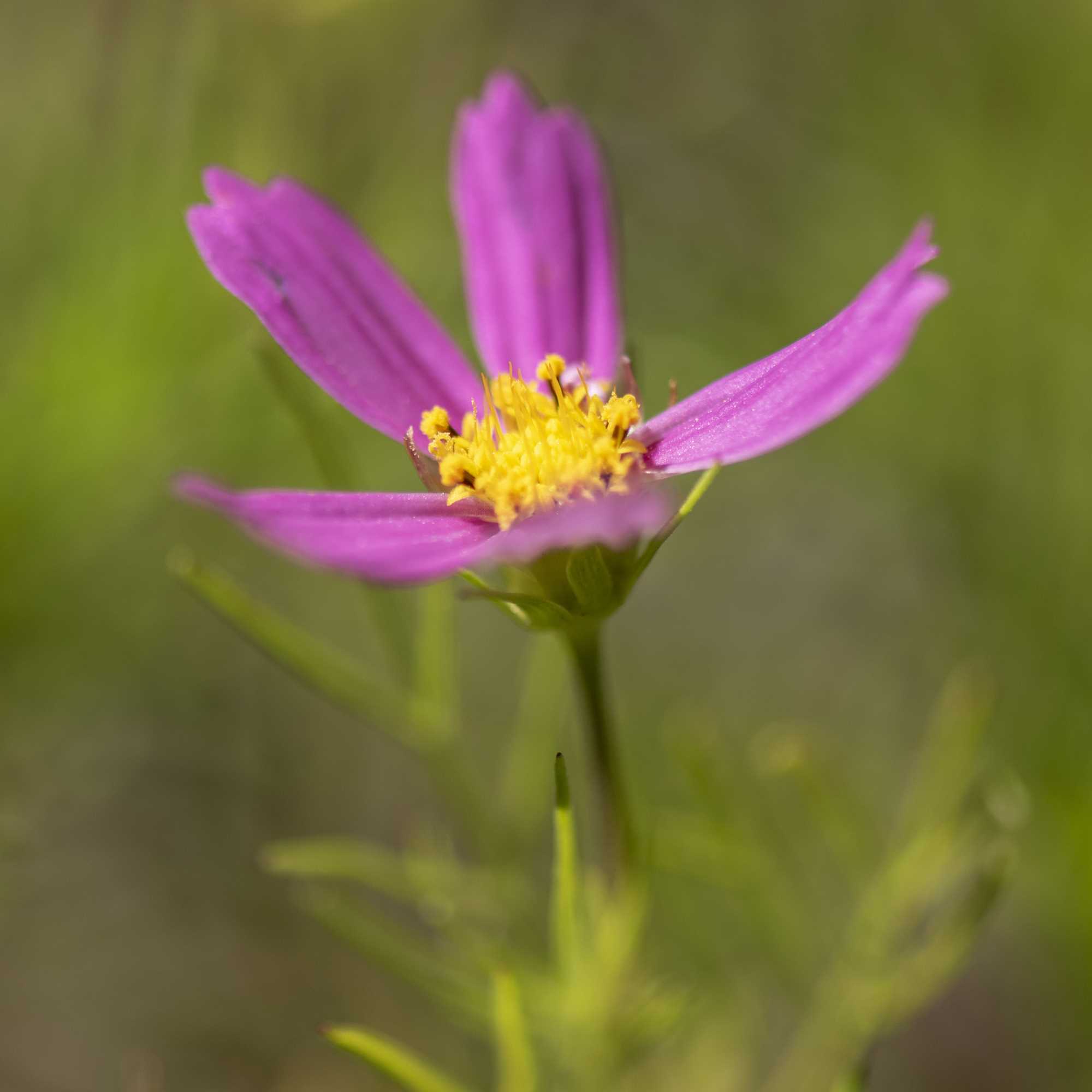 Macro (10)