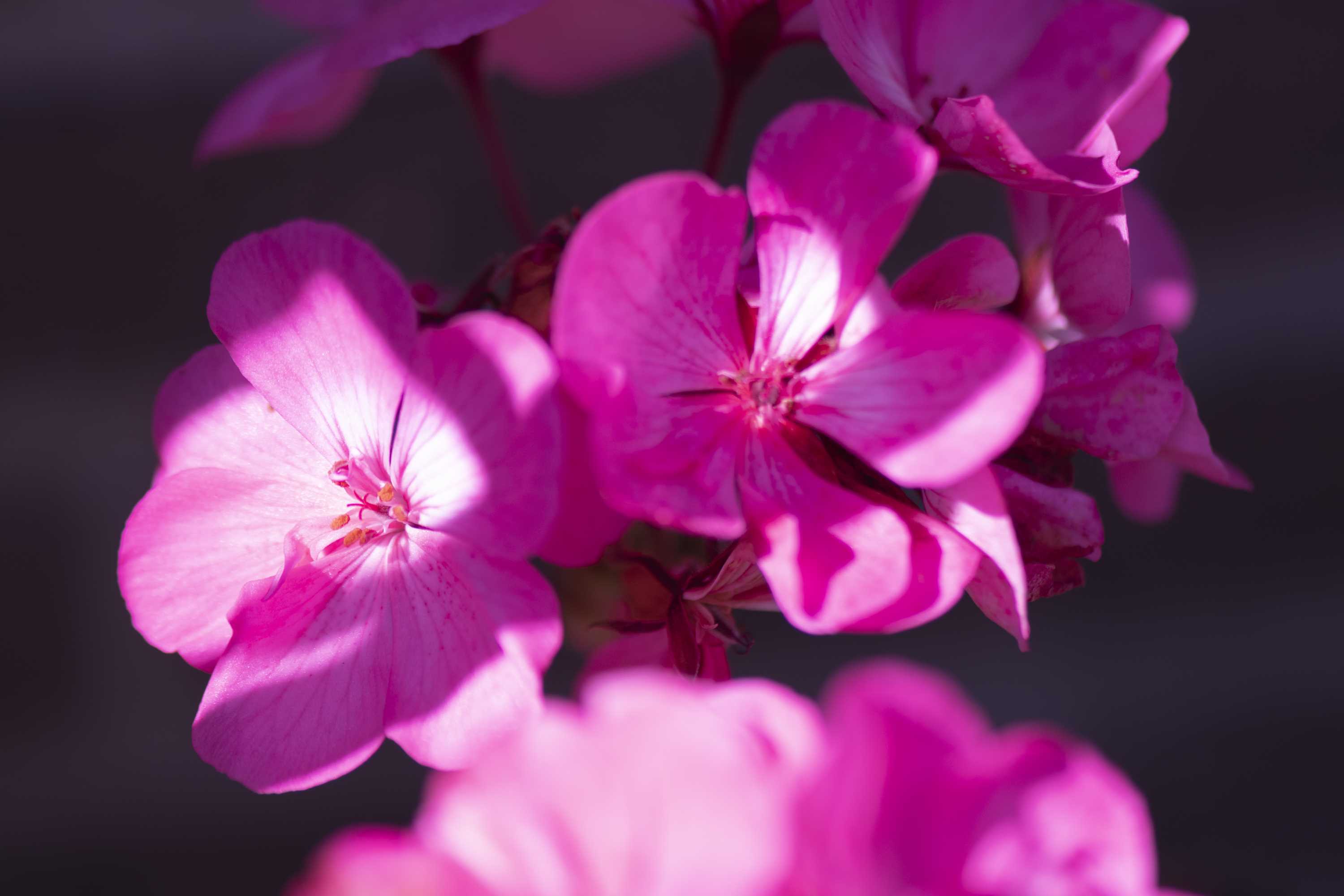 Macro (12)