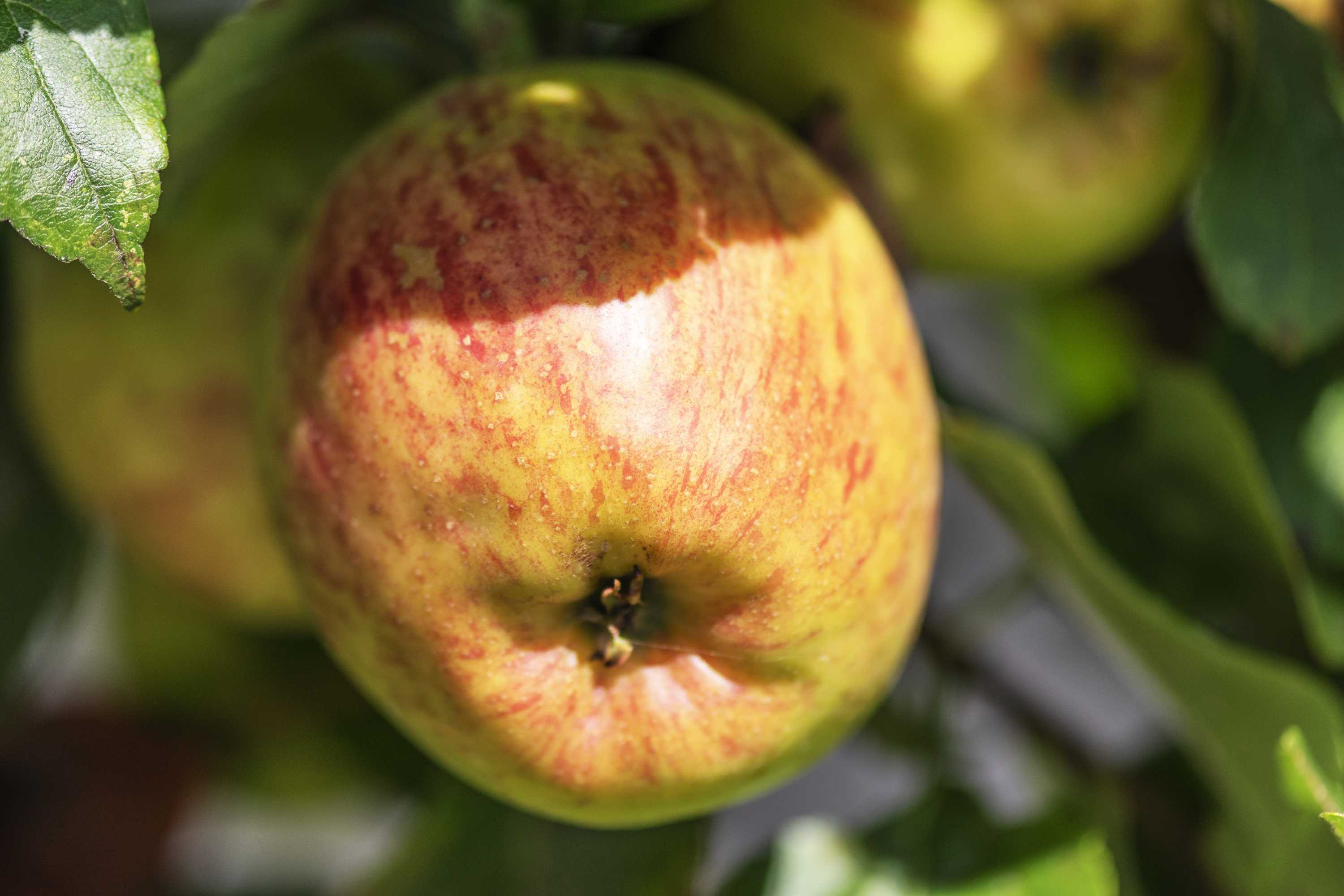 Macro (13)