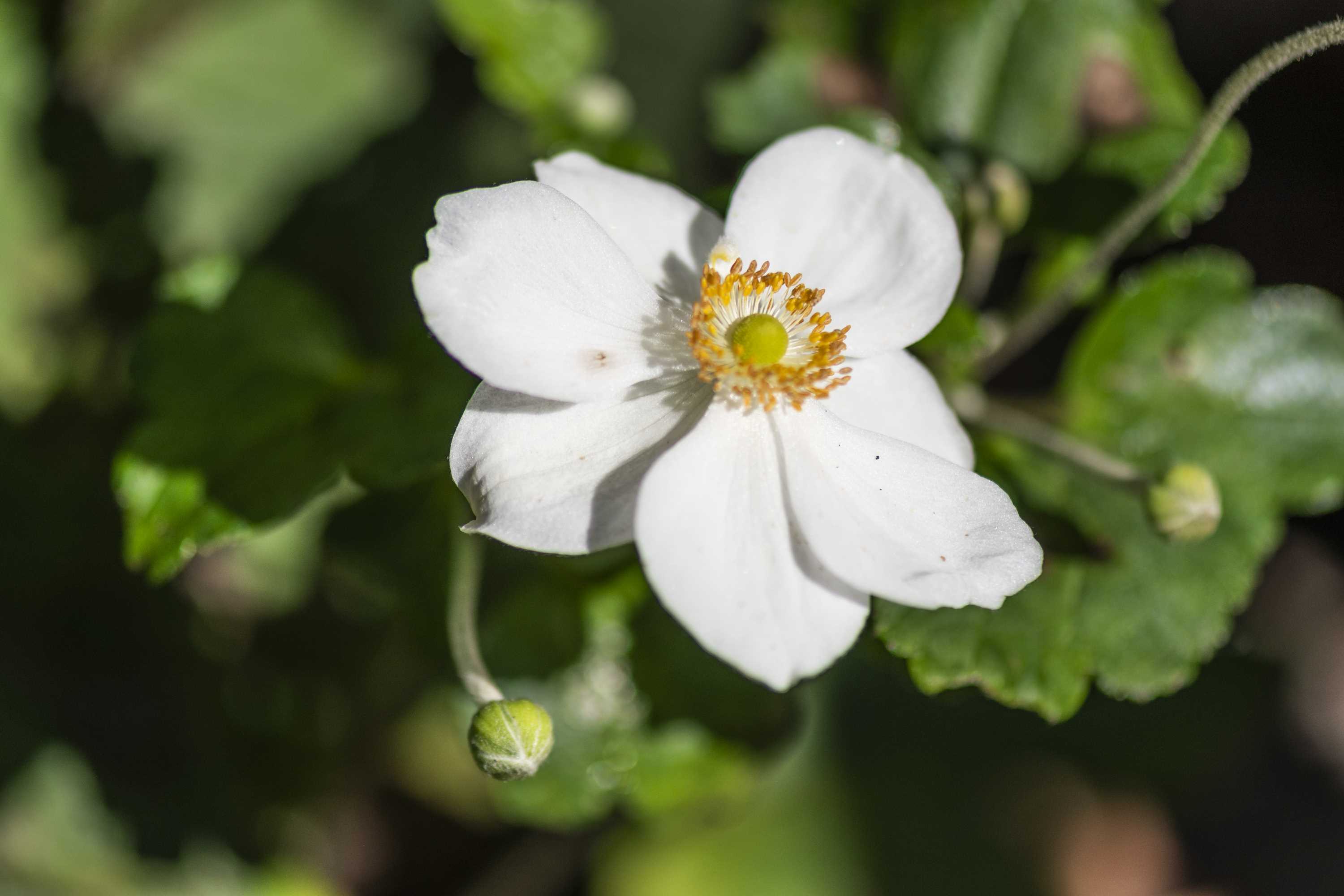 Macro (14)