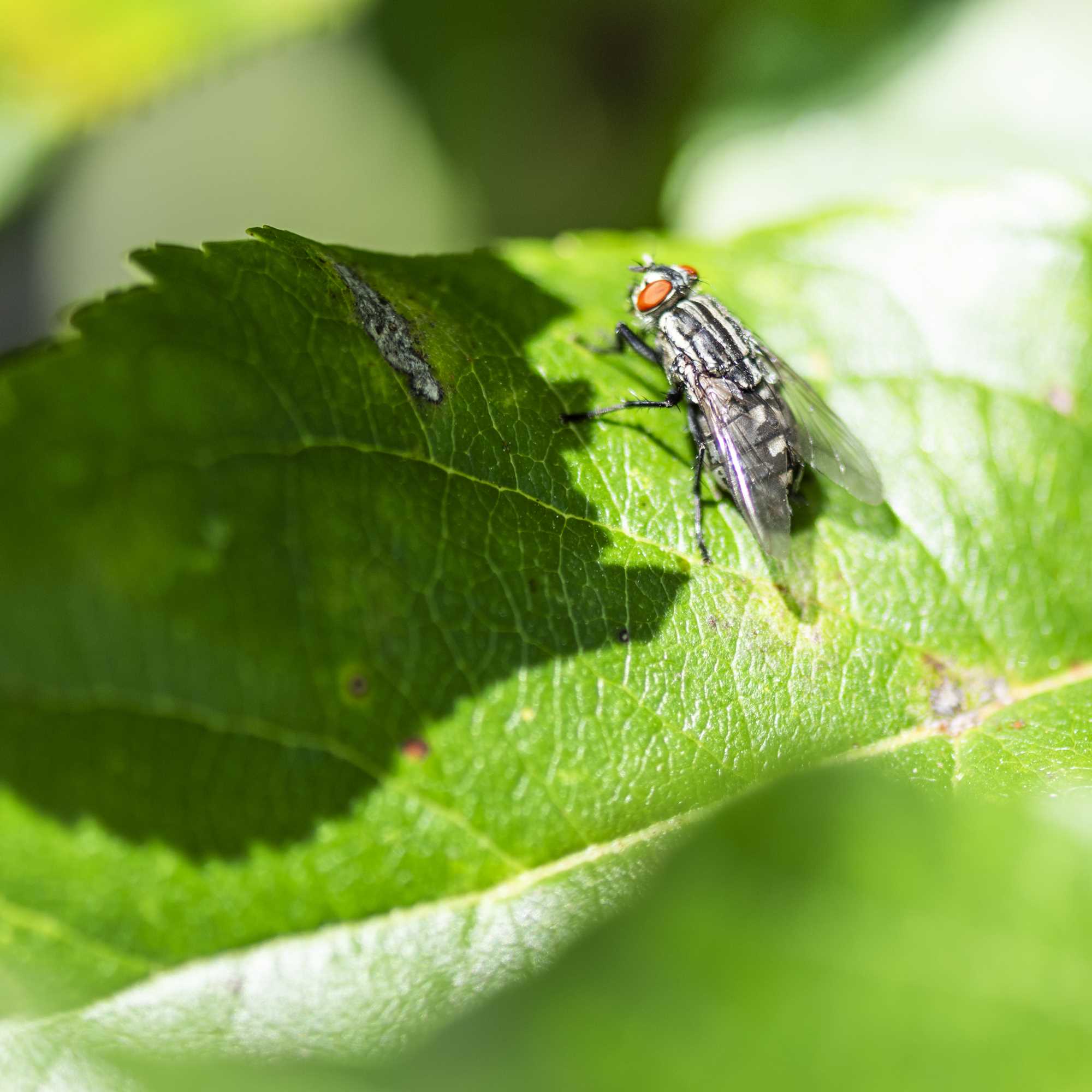 Macro (15)