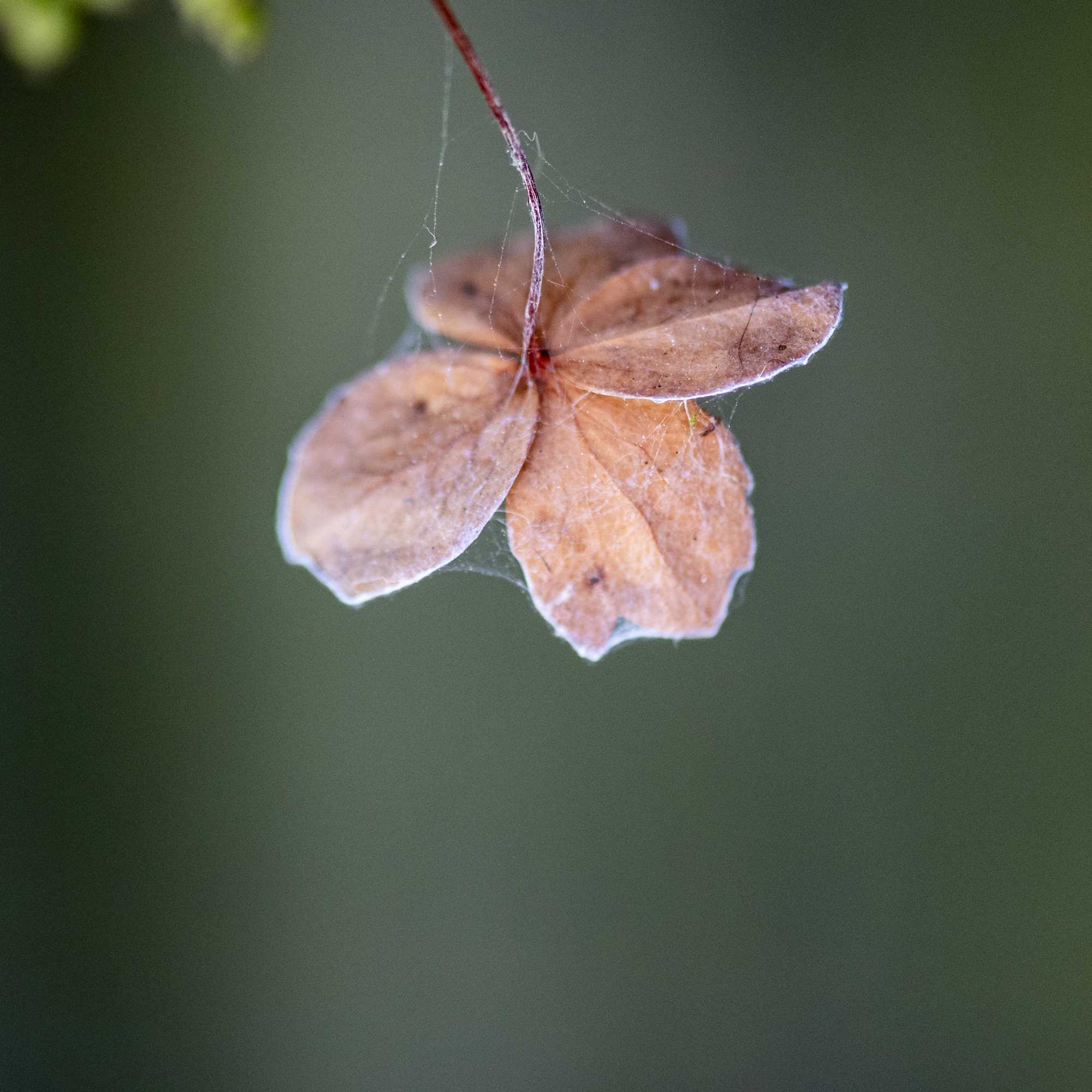 Macro (19)