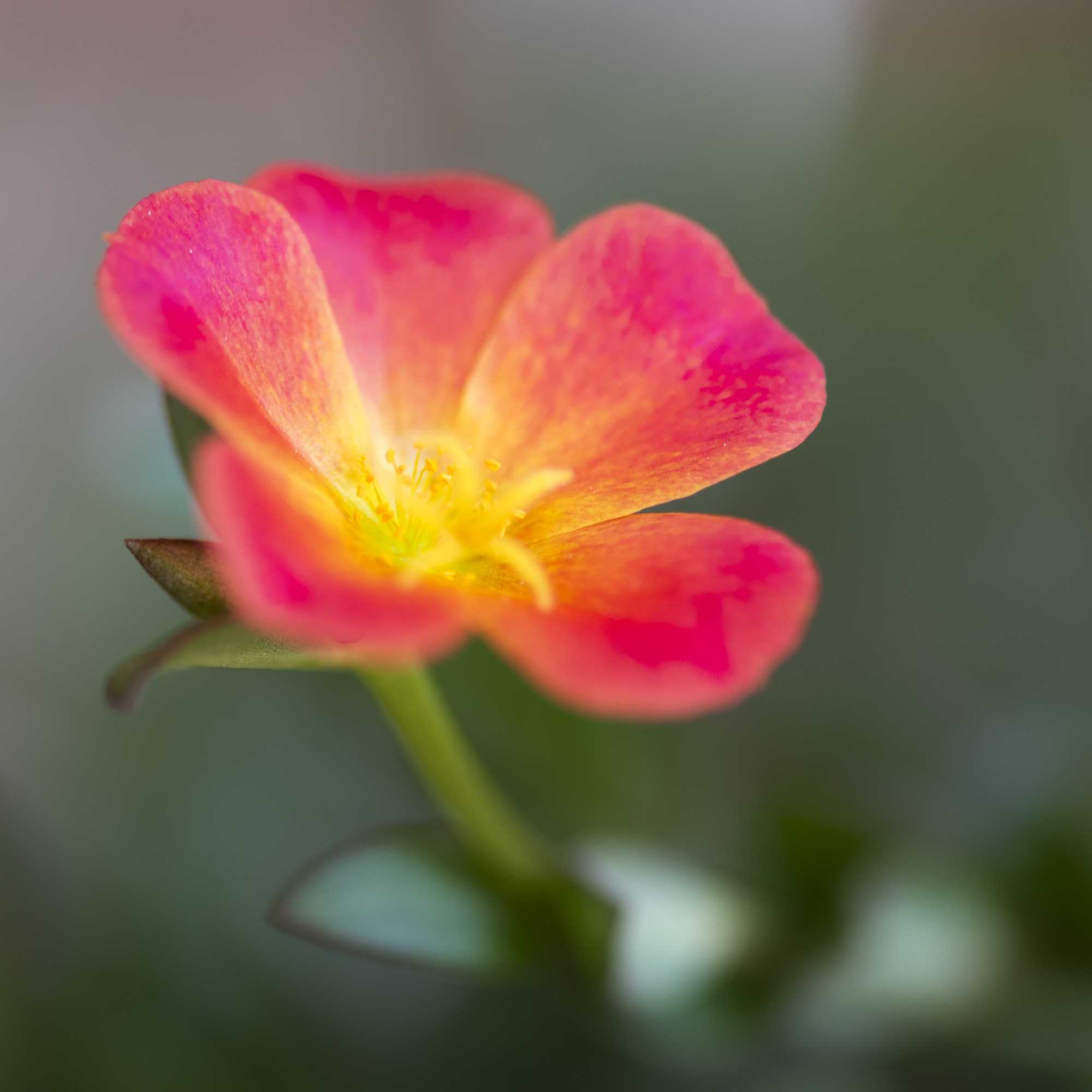 Macro (2)