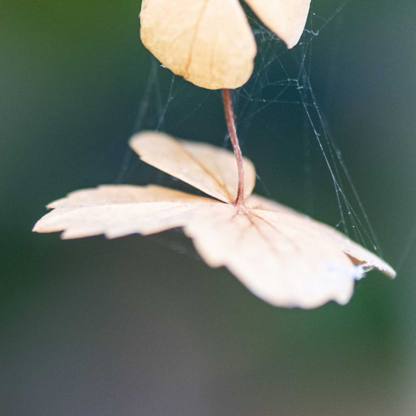 Macro (20)