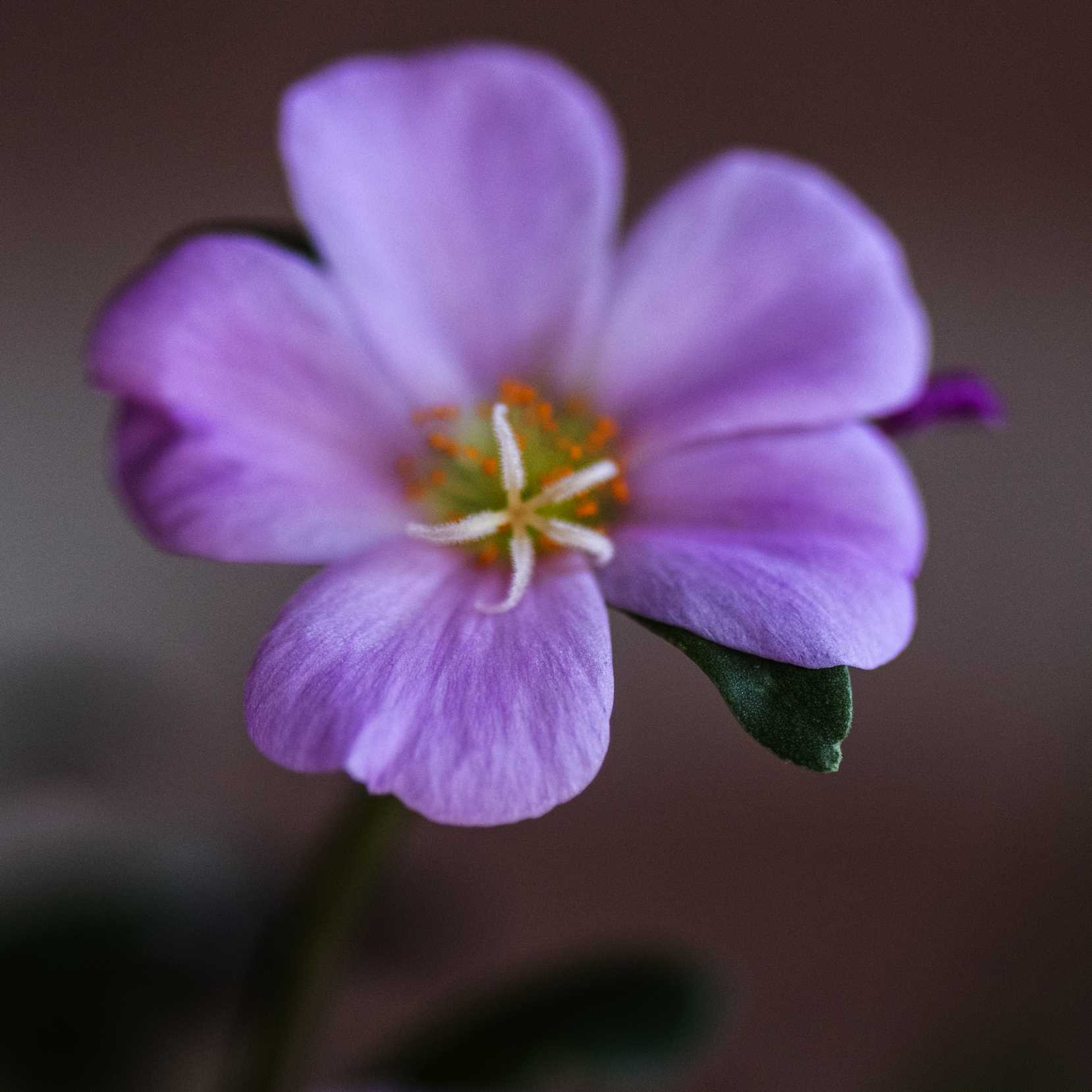 Macro (3)