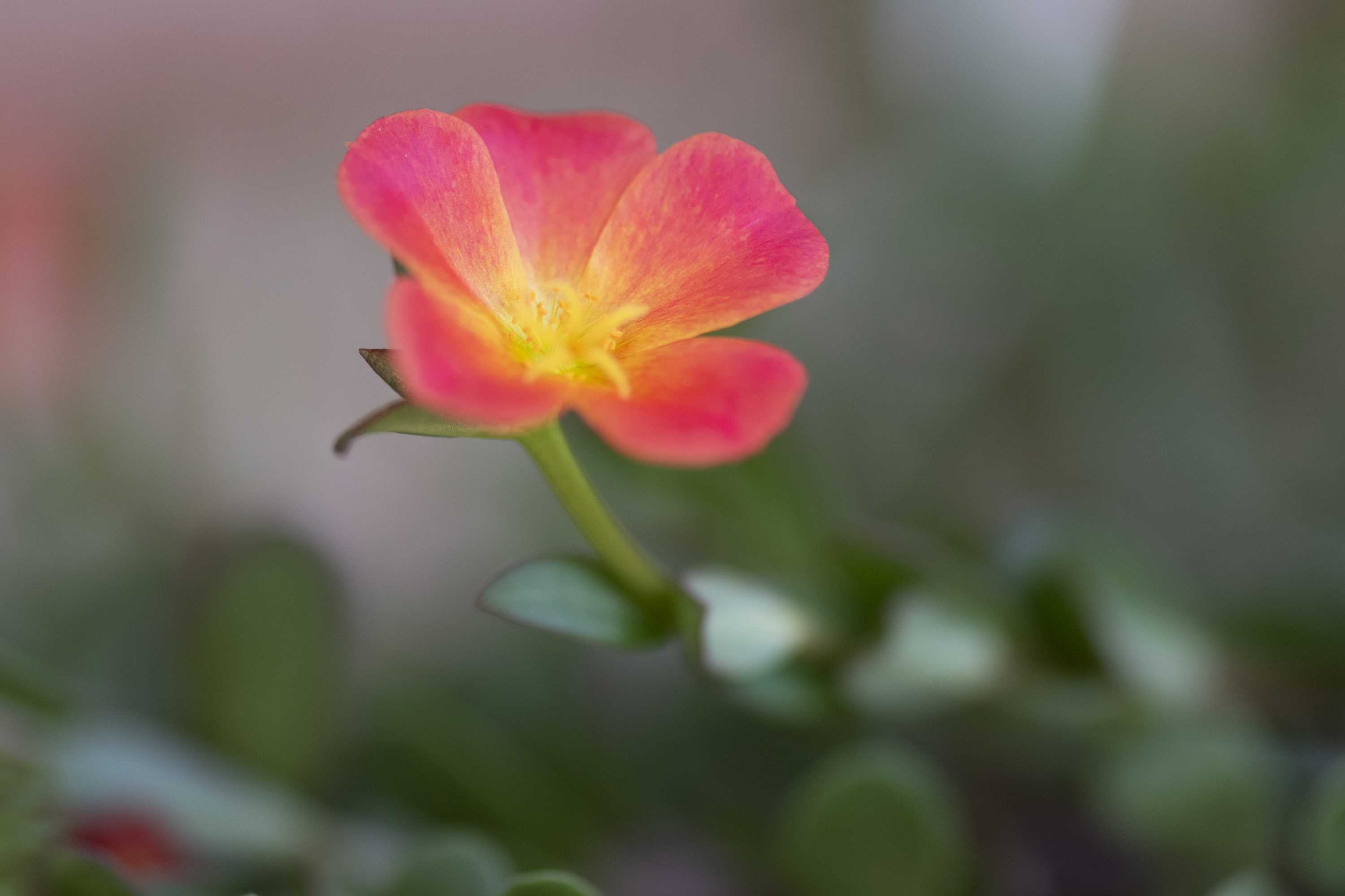 Macro (4)