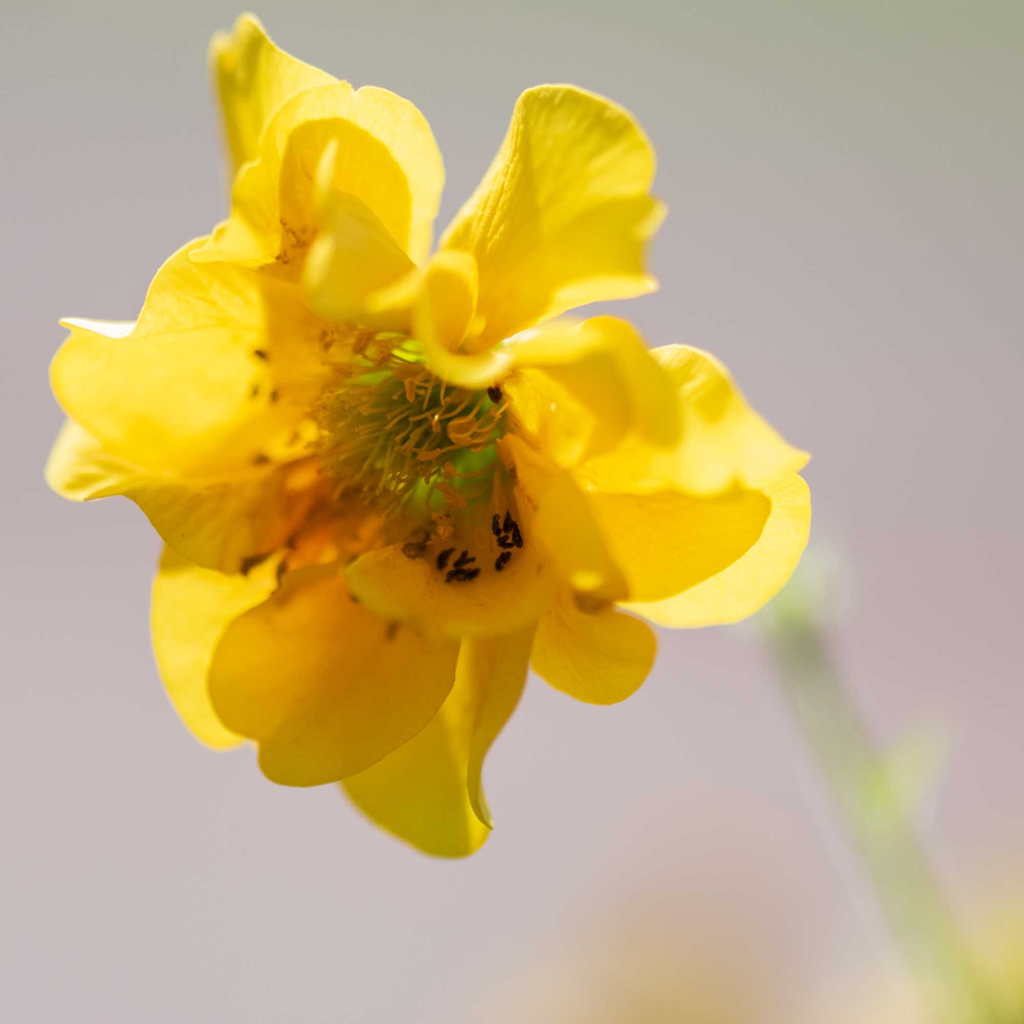 Macro (5)