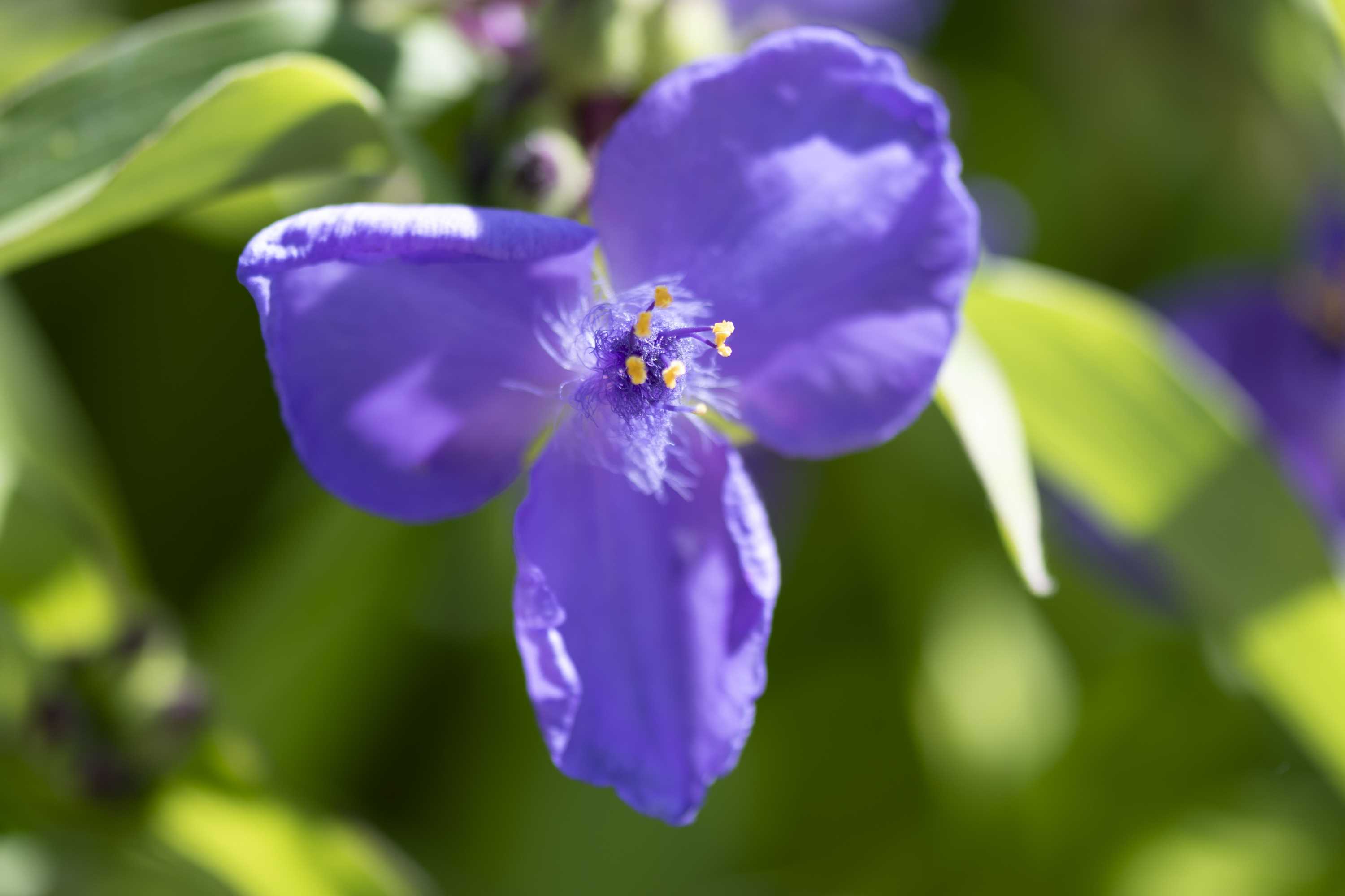 Macro (6)