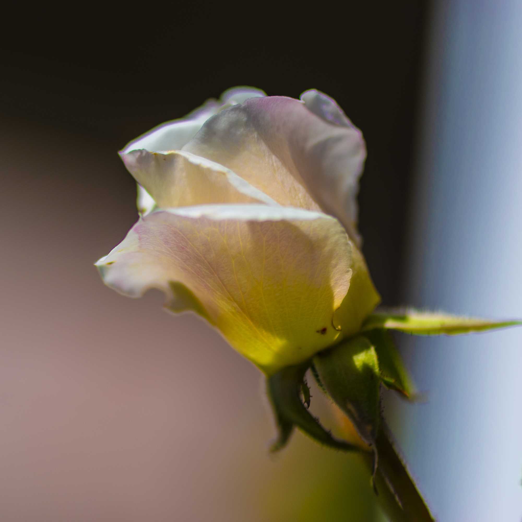 Macro (7)