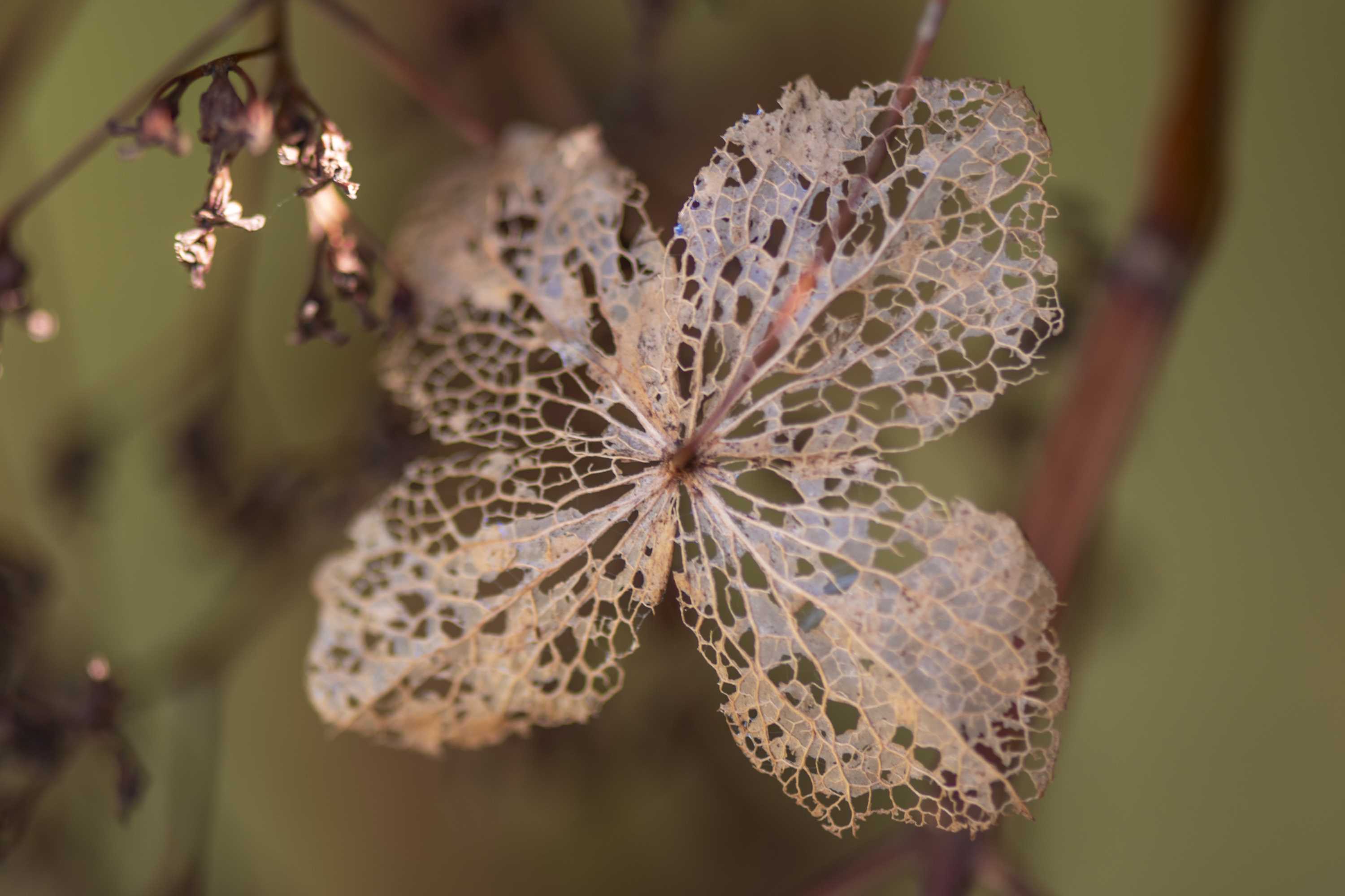 Macro (9)