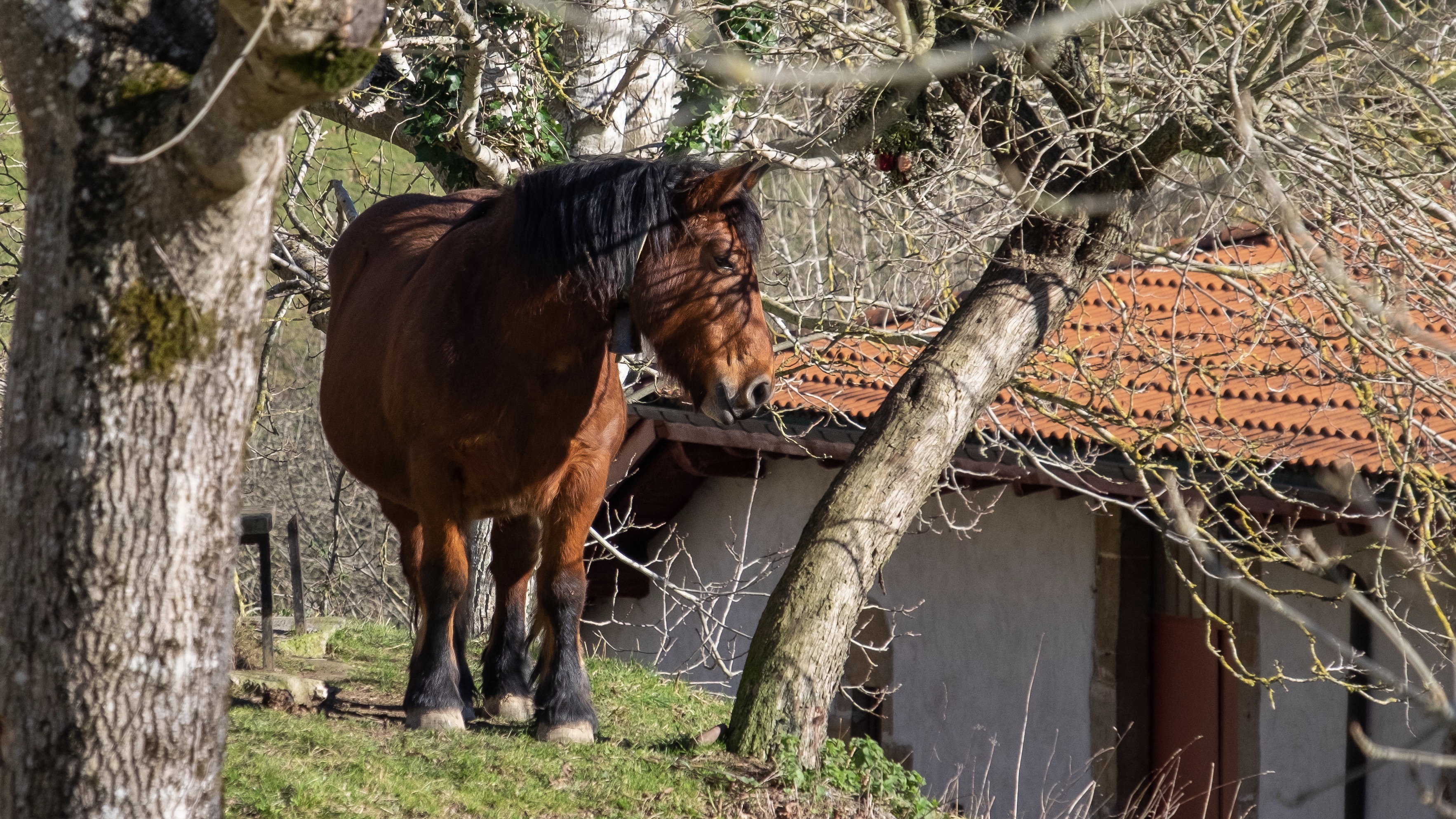 Pensionado Paardje