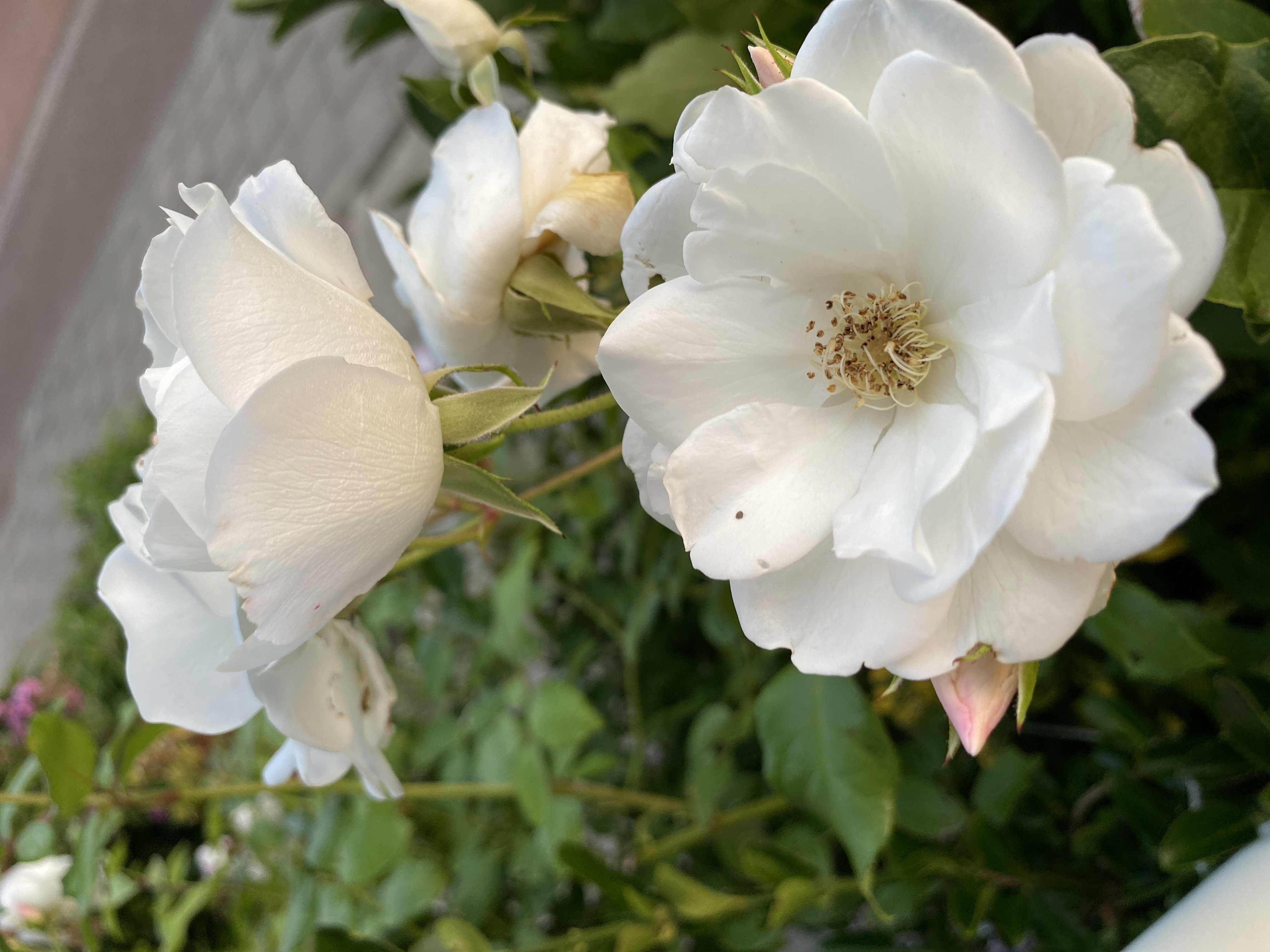 Rozen
