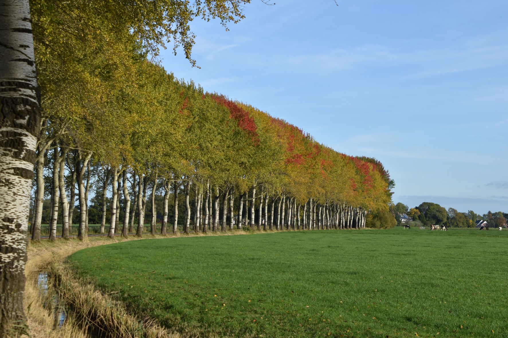 Wierumerschouwsterweg